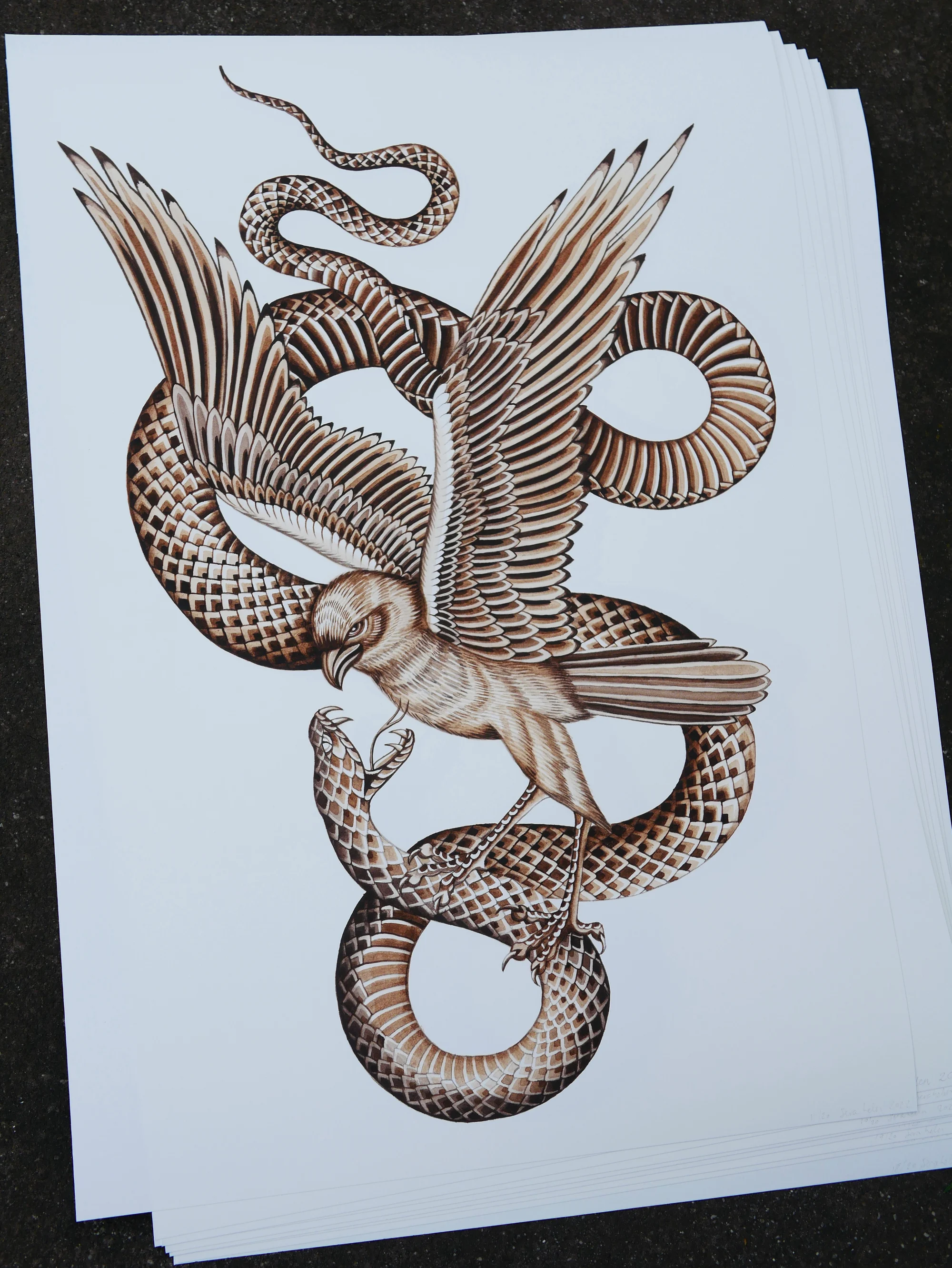 Australian Swamp Harrier and Brown Snake - Color Print - A2 - Sera ...